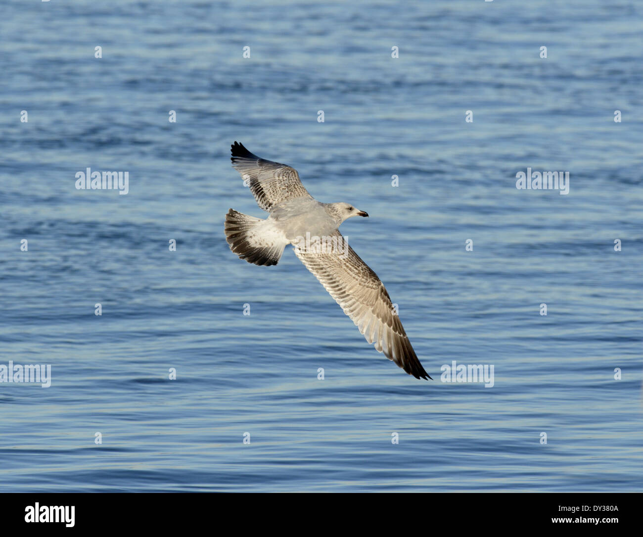 Aringa Gull - Larus argentatus - 2° d'inverno. Foto Stock
