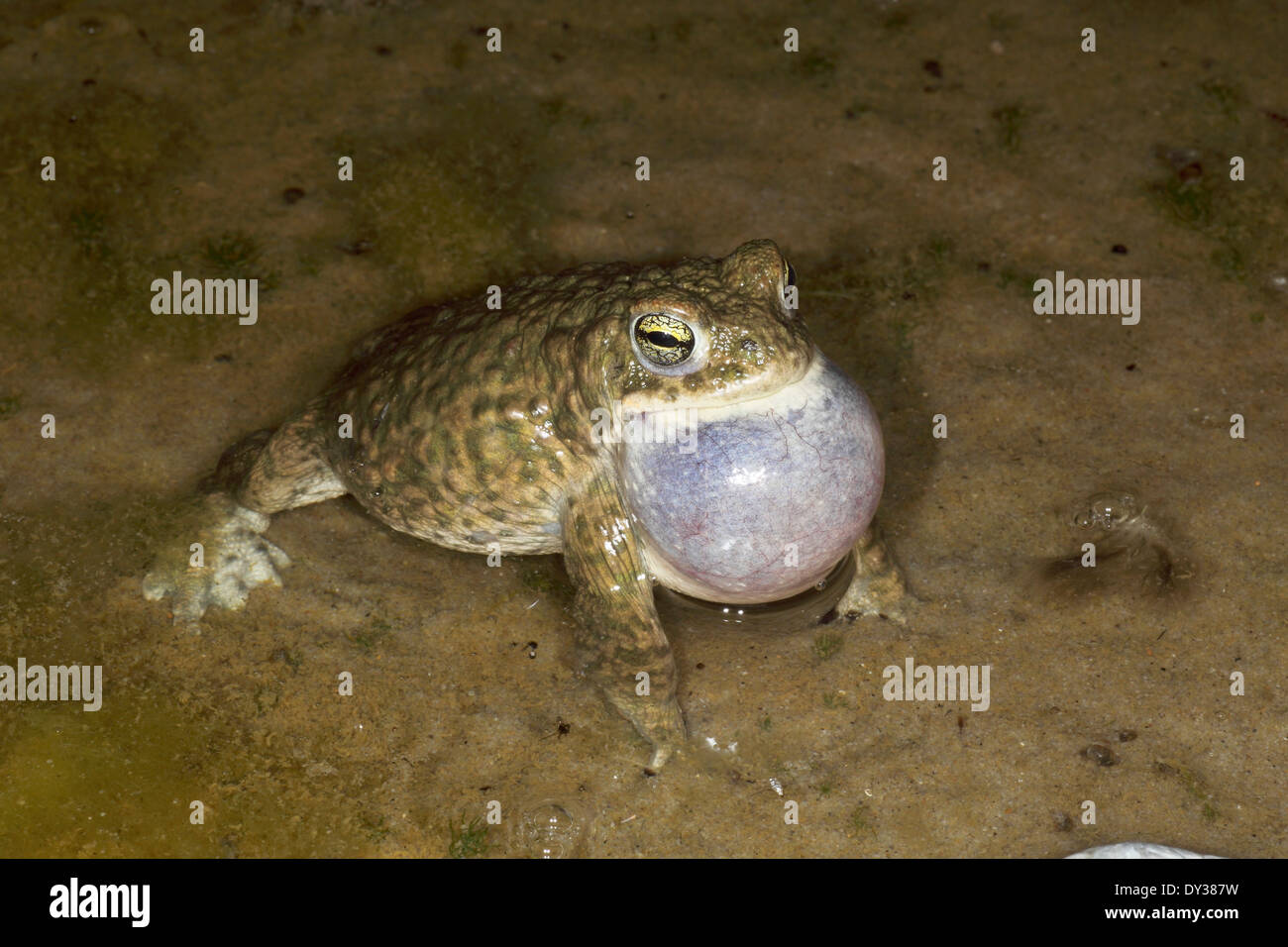 Il rospo Natterjack Epidalea calamita Foto Stock
