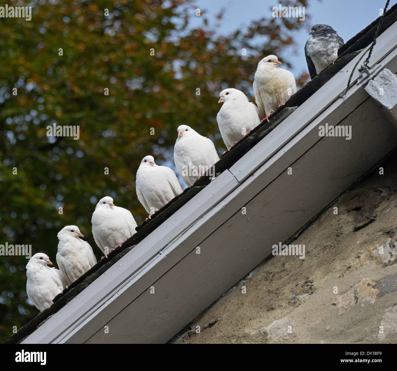 Sette colombe e un piccione appollaiato sul tetto di casa. Foto Stock