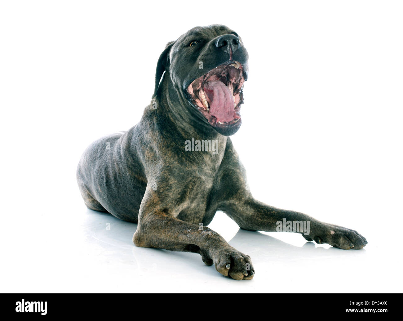 Italian mastiff davanti a uno sfondo bianco Foto Stock