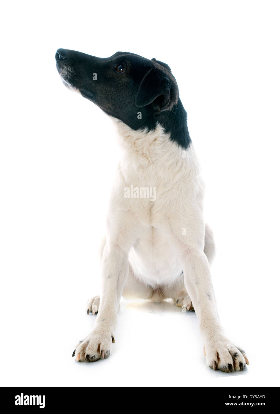 Ritratto di un liscio di razza fox terrier di fronte a uno sfondo bianco Foto Stock