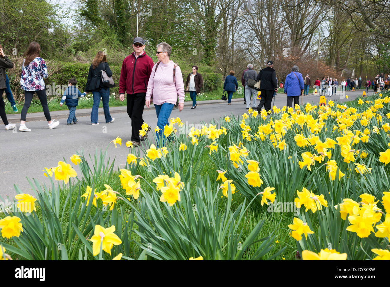 Thriplow, Cambridgeshire, Regno Unito. 5 aprile 2014. Visitatori migliaia di persone godono di sole primaverile al Thriplow Daffodil Weekend in Cambridgeshire Regno Unito 5 aprile 2014. Ogni anno tra 7000-10000 persone frequentano il villaggio evento per vedere visualizza dei narcisi, visitando i residenti giardini aperti, craft fienili, chioschi, Morris dancing, paese dimostrazioni di artigianato, pesanti cavalli e fiera del divertimento escursioni. Le strade sono chiuse al traffico consentendo ai visitatori di passeggiare al grazioso villaggio corsie in una celebrazione della primavera. Credito: Julian Eales/Alamy Live News Foto Stock Thriplow, Cambridgeshire, Regno Unito. 5 aprile 2014. Visitatori migliaia di persone godono di sole primaverile al Thriplow Daffodil Weekend in Cambridgeshire Regno Unito 5 aprile 2014. Ogni anno tra 7000-10000 persone frequentano il villaggio evento per vedere visualizza dei narcisi, visitando i residenti giardini aperti, craft fienili, chioschi, Morris dancing, paese dimostrazioni di artigianato, pesanti cavalli e fiera del divertimento escursioni. Le strade sono chiuse al traffico consentendo ai visitatori di passeggiare al grazioso villaggio corsie in una celebrazione della primavera. Credito: Julian Eales/Alamy Live News Foto Stock