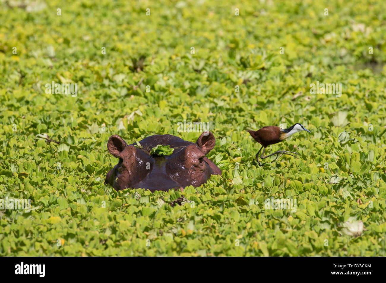 Ippopotamo con Jacana africana in stagno ricoperti di erbaccia giacinto Foto Stock
