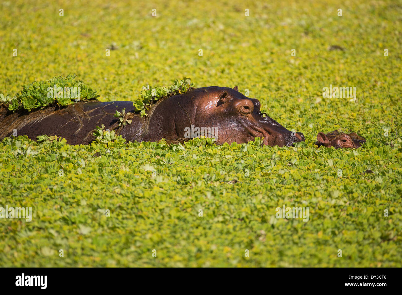 Ippopotamo madre e vitello in stagno ricoperti di erbaccia giacinto Foto Stock