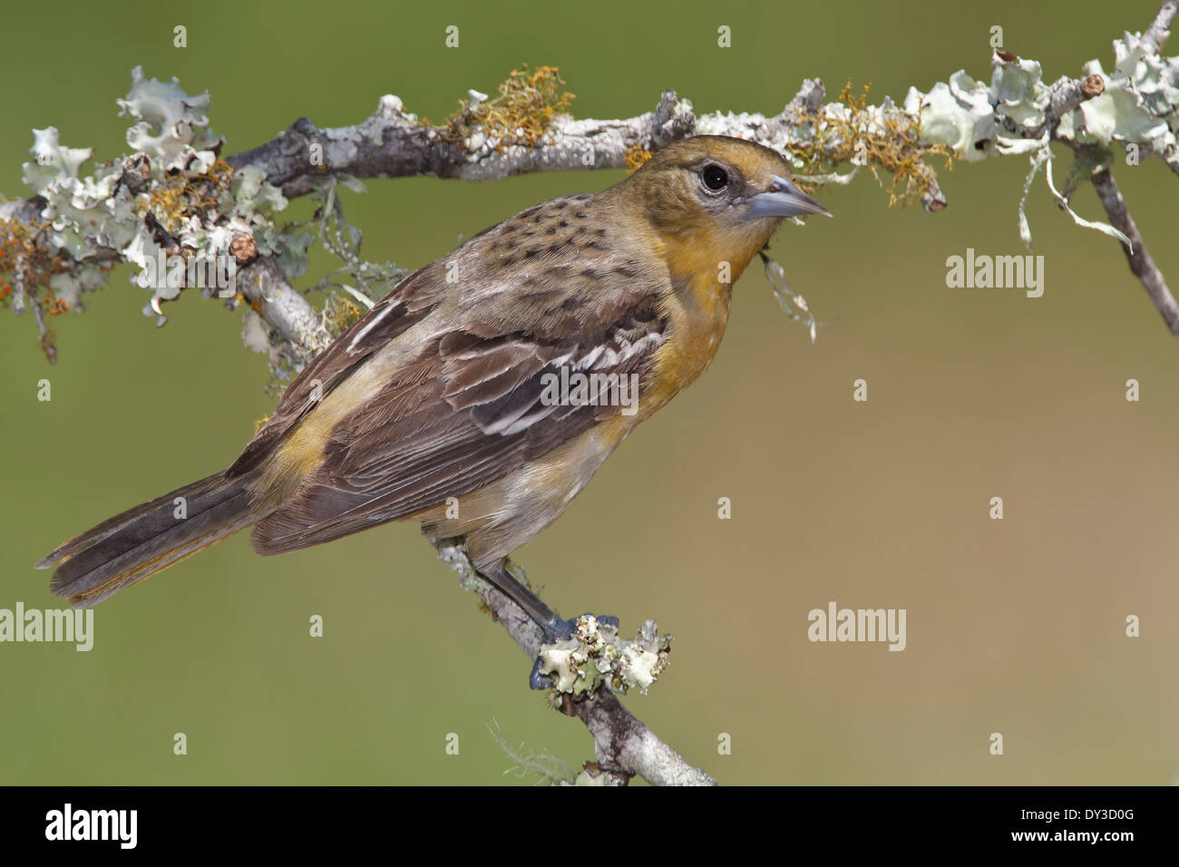 Baltimore Rigogolo - Icterus galbula - femmina adulta Foto Stock