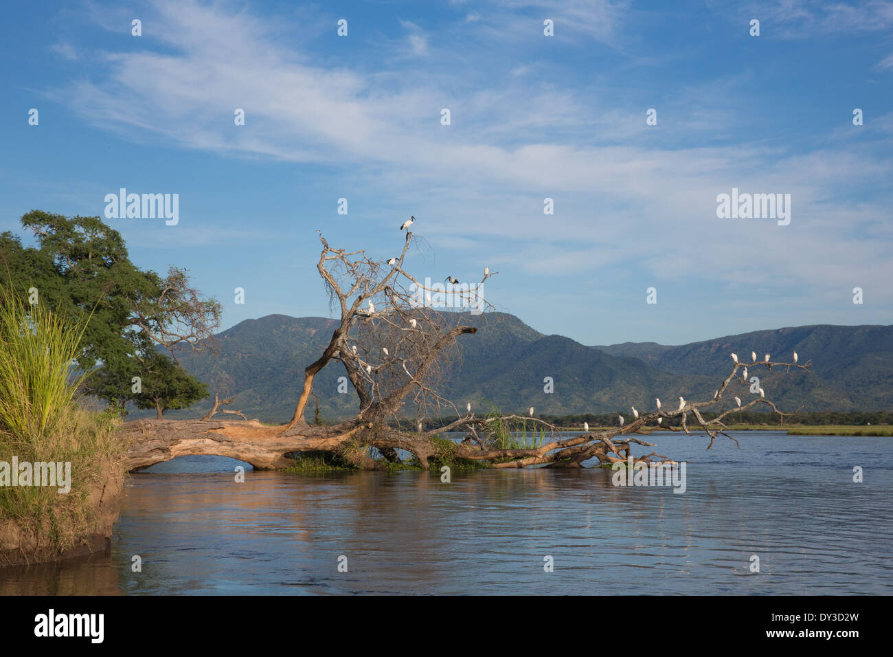 Uccelli sull albero caduto nel fiume Zambesi Foto Stock