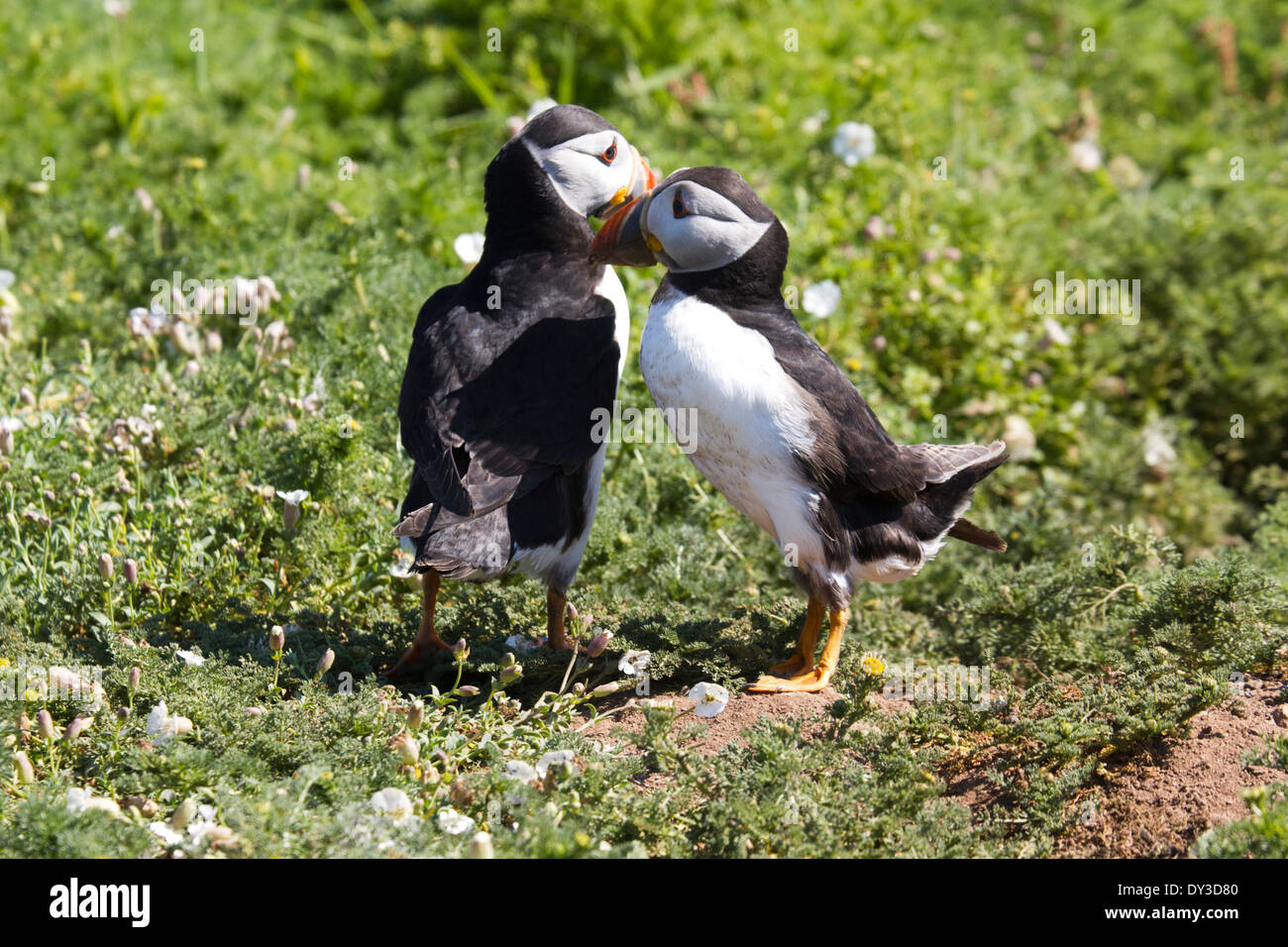 Atlantic puffini, Skomer Island, Regno Unito. Giugno. Estate Foto Stock