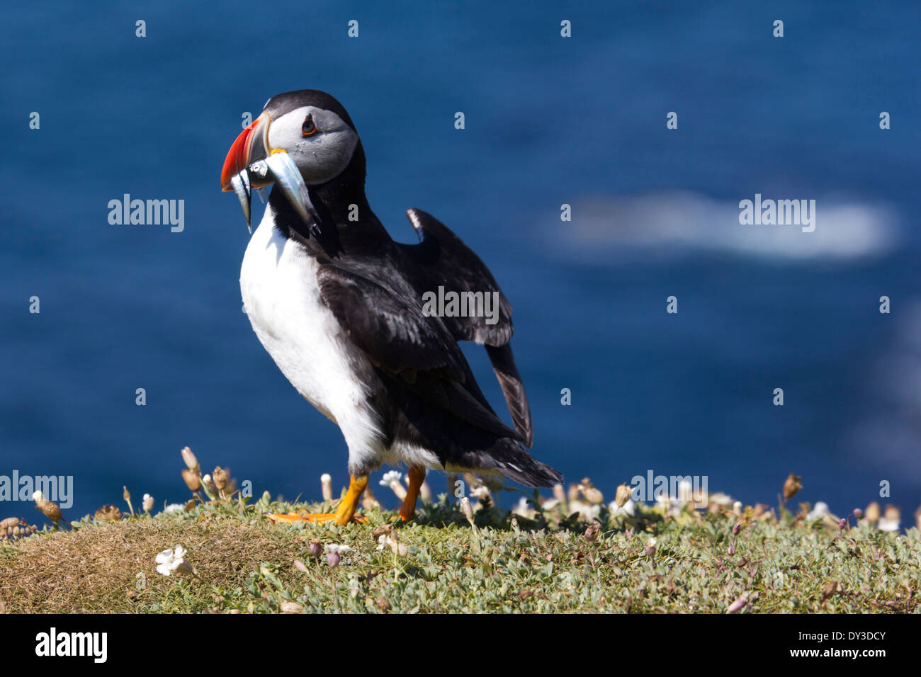 Atlantic puffini, Skomer Island, Regno Unito. Giugno. Estate Foto Stock