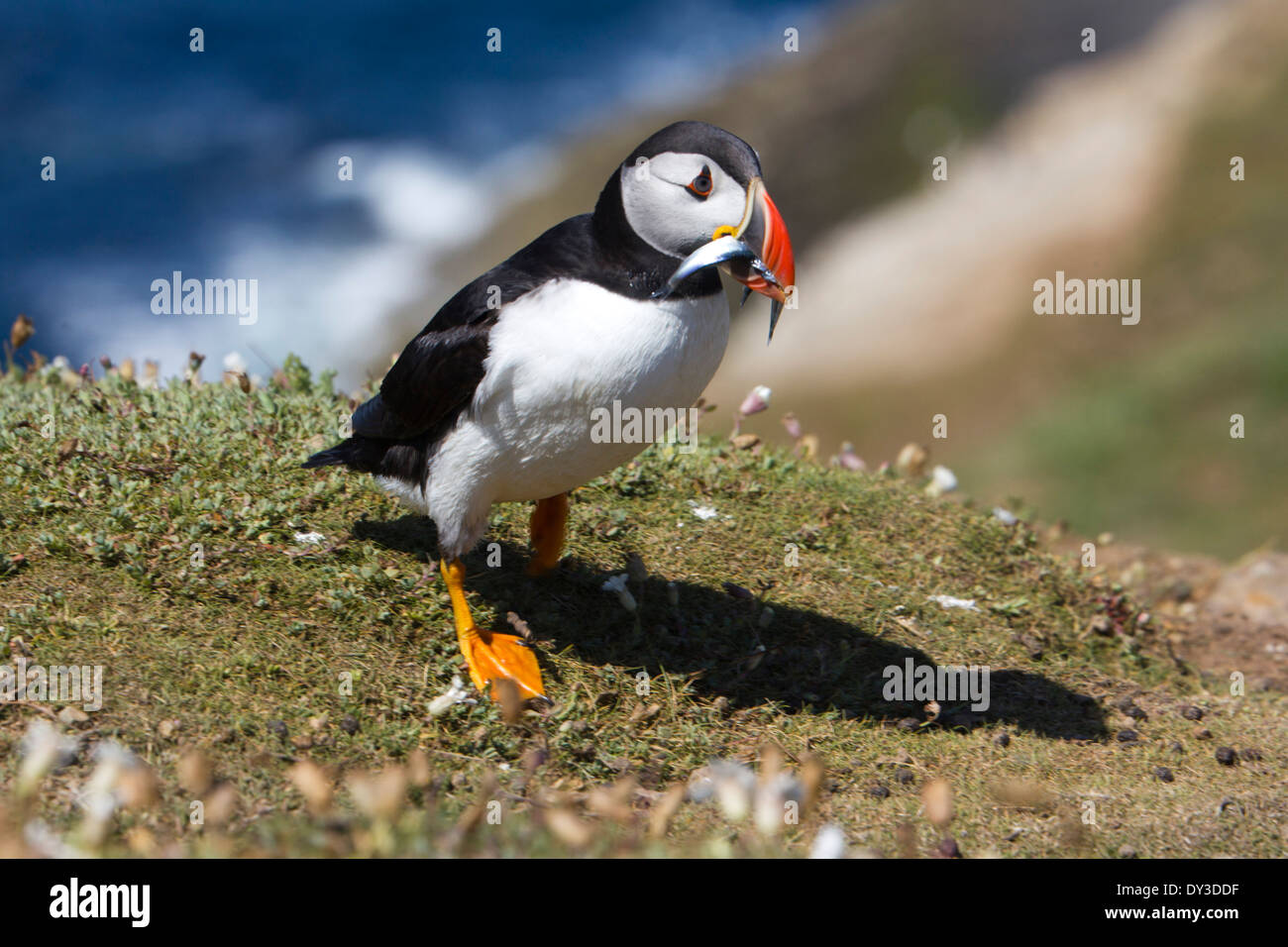 Atlantic puffini, Skomer Island, Regno Unito. Giugno. Estate Foto Stock