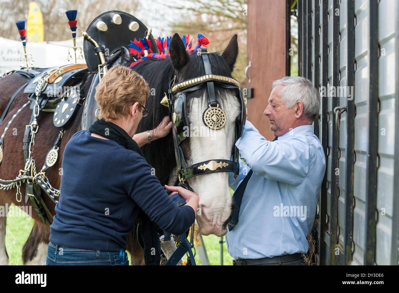 Thriplow, Cambridgeshire, Regno Unito. 5 aprile 2014. Robbie Shire cavallo è preparato per azione come migliaia di persone godono di sole primaverile al Thriplow Daffodil Weekend in Cambridgeshire Regno Unito 5 aprile 2014. Ogni anno tra 7000-10000 persone frequentano il villaggio evento per vedere visualizza dei narcisi, visitando i residenti giardini aperti, craft fienili, chioschi, Morris dancing, paese dimostrazioni di artigianato, pesanti cavalli e fiera del divertimento escursioni. Le strade sono chiuse al traffico consentendo ai visitatori di passeggiare al grazioso villaggio corsie in una celebrazione della primavera. Credito: Julian Eales/Alamy Live News Foto Stock Thriplow, Cambridgeshire, Regno Unito. 5 aprile 2014. Robbie Shire cavallo è preparato per azione come migliaia di persone godono di sole primaverile al Thriplow Daffodil Weekend in Cambridgeshire Regno Unito 5 aprile 2014. Ogni anno tra 7000-10000 persone frequentano il villaggio evento per vedere visualizza dei narcisi, visitando i residenti giardini aperti, craft fienili, chioschi, Morris dancing, paese dimostrazioni di artigianato, pesanti cavalli e fiera del divertimento escursioni. Le strade sono chiuse al traffico consentendo ai visitatori di passeggiare al grazioso villaggio corsie in una celebrazione della primavera. Credito: Julian Eales/Alamy Live News Foto Stock