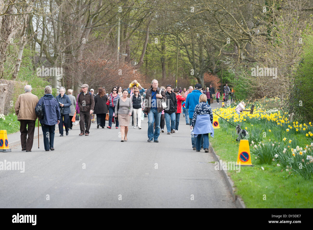 Thriplow, Cambridgeshire, Regno Unito. 5 aprile 2014. Migliaia di persone godono di sole primaverile al Thriplow Daffodil Weekend in Cambridgeshire Regno Unito 5 aprile 2014. Ogni anno tra 7000-10000 persone frequentano il villaggio evento per vedere visualizza dei narcisi, visitando i residenti giardini aperti, craft fienili, chioschi, Morris dancing, paese dimostrazioni di artigianato, pesanti cavalli e fiera del divertimento escursioni. Le strade sono chiuse al traffico consentendo ai visitatori di passeggiare al grazioso villaggio corsie in una celebrazione della primavera. Credito: Julian Eales/Alamy Live News Foto Stock Thriplow, Cambridgeshire, Regno Unito. 5 aprile 2014. Migliaia di persone godono di sole primaverile al Thriplow Daffodil Weekend in Cambridgeshire Regno Unito 5 aprile 2014. Ogni anno tra 7000-10000 persone frequentano il villaggio evento per vedere visualizza dei narcisi, visitando i residenti giardini aperti, craft fienili, chioschi, Morris dancing, paese dimostrazioni di artigianato, pesanti cavalli e fiera del divertimento escursioni. Le strade sono chiuse al traffico consentendo ai visitatori di passeggiare al grazioso villaggio corsie in una celebrazione della primavera. Credito: Julian Eales/Alamy Live News Foto Stock