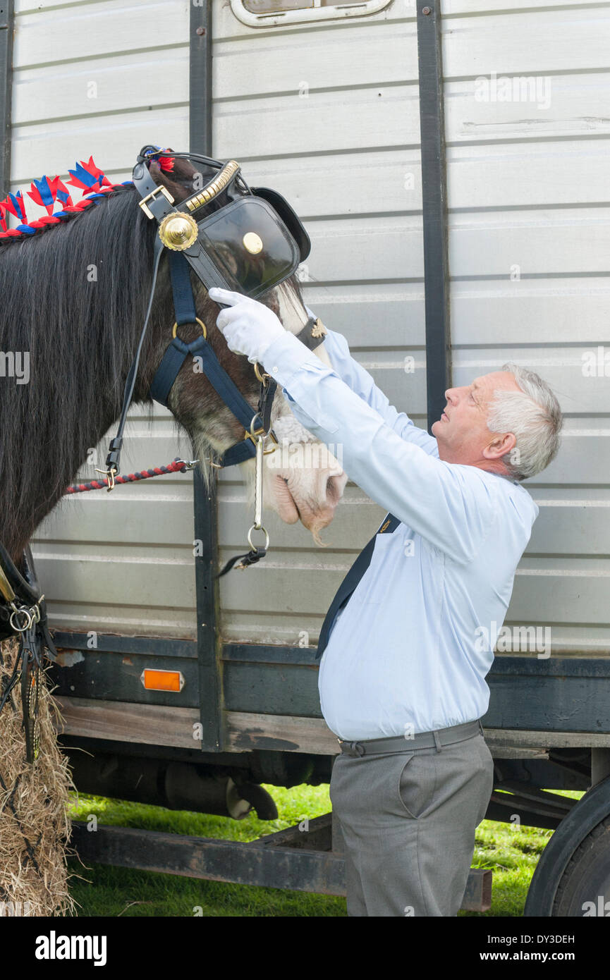 Thriplow, Cambridgeshire, Regno Unito. 5 aprile 2014. Robbie Shire cavallo è preparato per azione come migliaia di persone godono di sole primaverile al Thriplow Daffodil Weekend in Cambridgeshire Regno Unito 5 aprile 2014. Ogni anno tra 7000-10000 persone frequentano il villaggio evento per vedere visualizza dei narcisi, visitando i residenti giardini aperti, craft fienili, chioschi, Morris dancing, paese dimostrazioni di artigianato, pesanti cavalli e fiera del divertimento escursioni. Le strade sono chiuse al traffico consentendo ai visitatori di passeggiare al grazioso villaggio corsie in una celebrazione della primavera. Credito: Julian Eales/Alamy Live News Foto Stock Thriplow, Cambridgeshire, Regno Unito. 5 aprile 2014. Robbie Shire cavallo è preparato per azione come migliaia di persone godono di sole primaverile al Thriplow Daffodil Weekend in Cambridgeshire Regno Unito 5 aprile 2014. Ogni anno tra 7000-10000 persone frequentano il villaggio evento per vedere visualizza dei narcisi, visitando i residenti giardini aperti, craft fienili, chioschi, Morris dancing, paese dimostrazioni di artigianato, pesanti cavalli e fiera del divertimento escursioni. Le strade sono chiuse al traffico consentendo ai visitatori di passeggiare al grazioso villaggio corsie in una celebrazione della primavera. Credito: Julian Eales/Alamy Live News Foto Stock