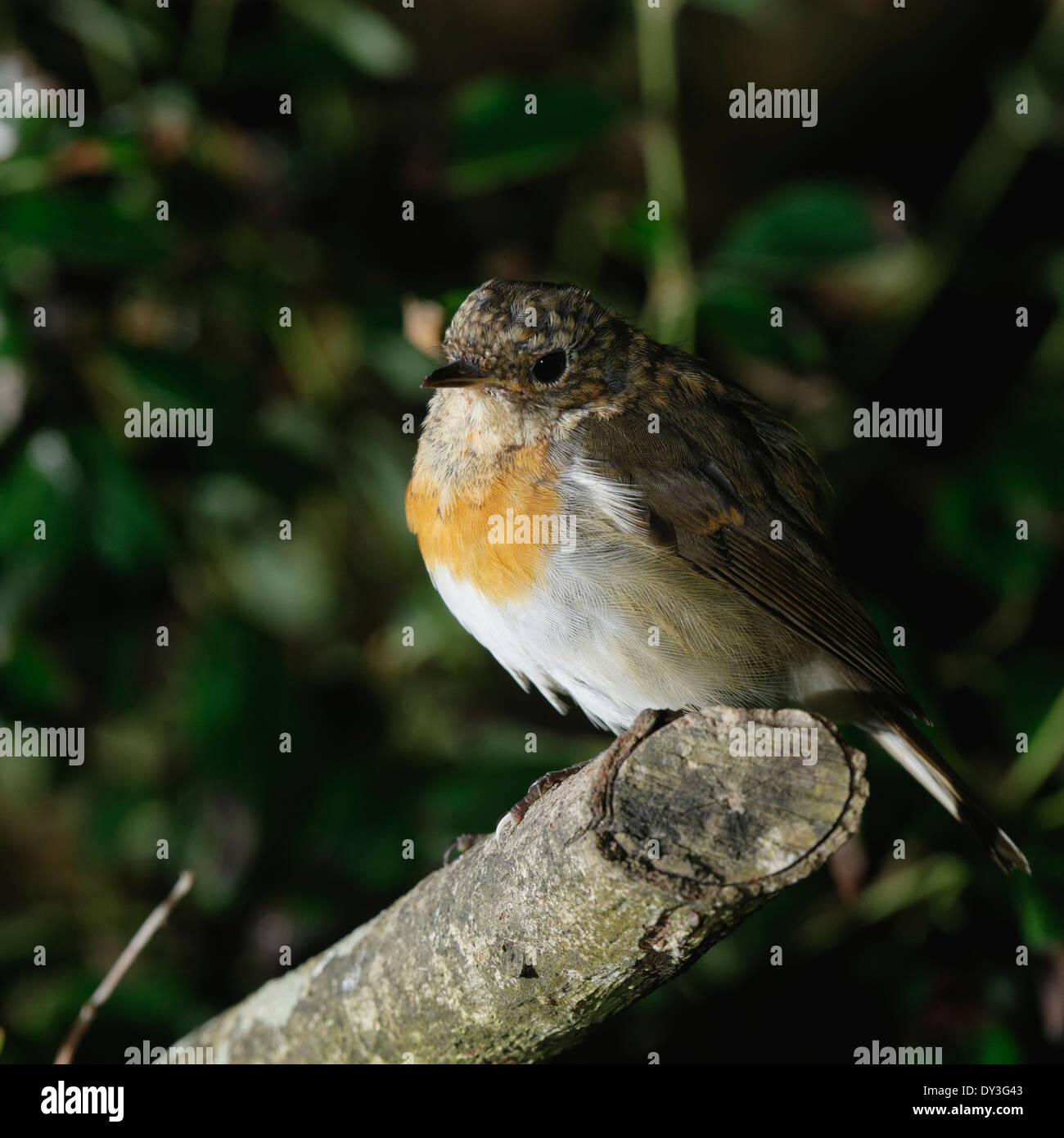 Welsh Giardino Uccelli : capretti robin appollaiato su un ramo di segato Foto Stock