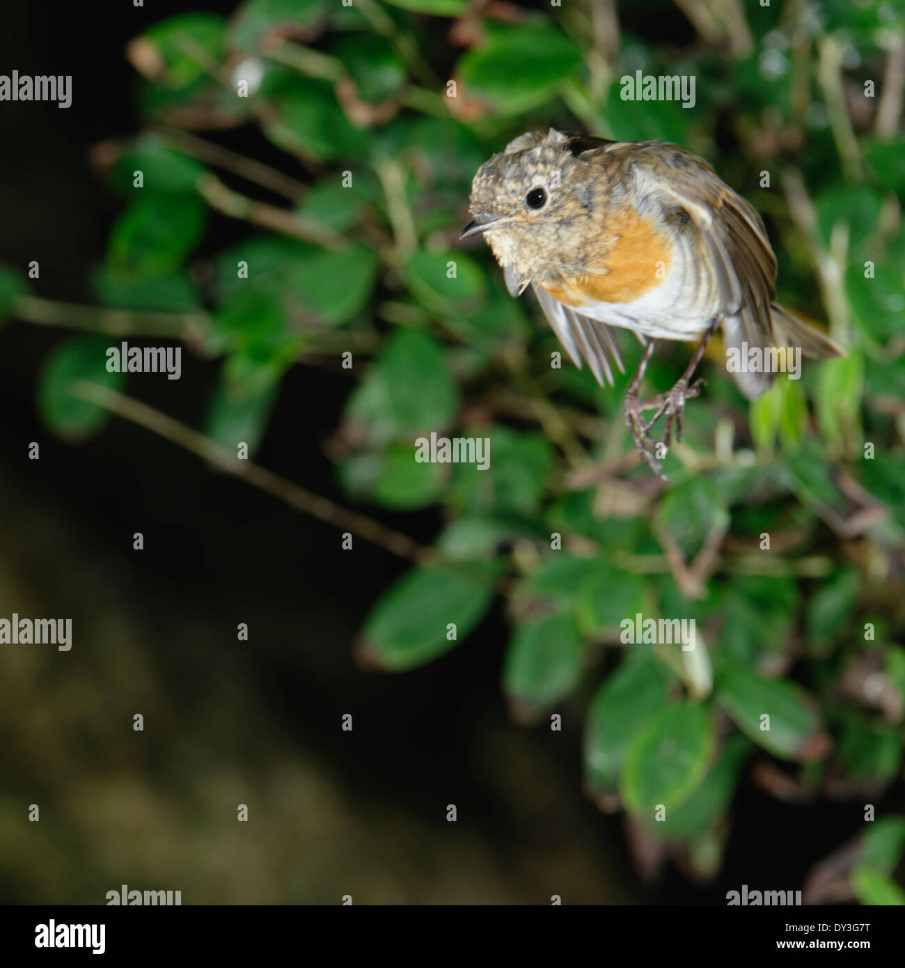 Welsh Giardino Uccelli : capretti Robin il lancio di un ramo di albero Foto Stock