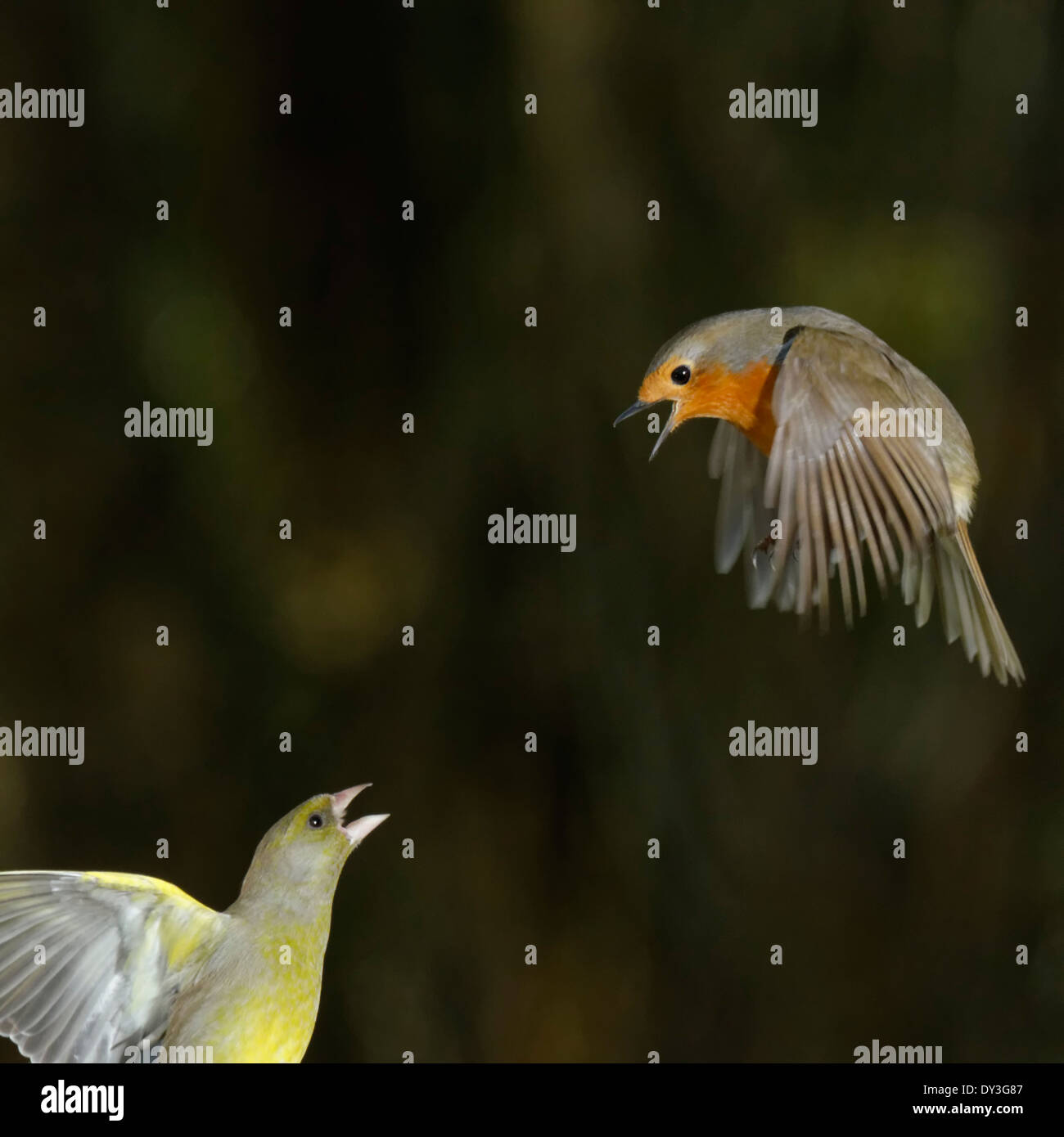 Welsh Giardino uccelli :Verdone e Robin in controversia Foto Stock