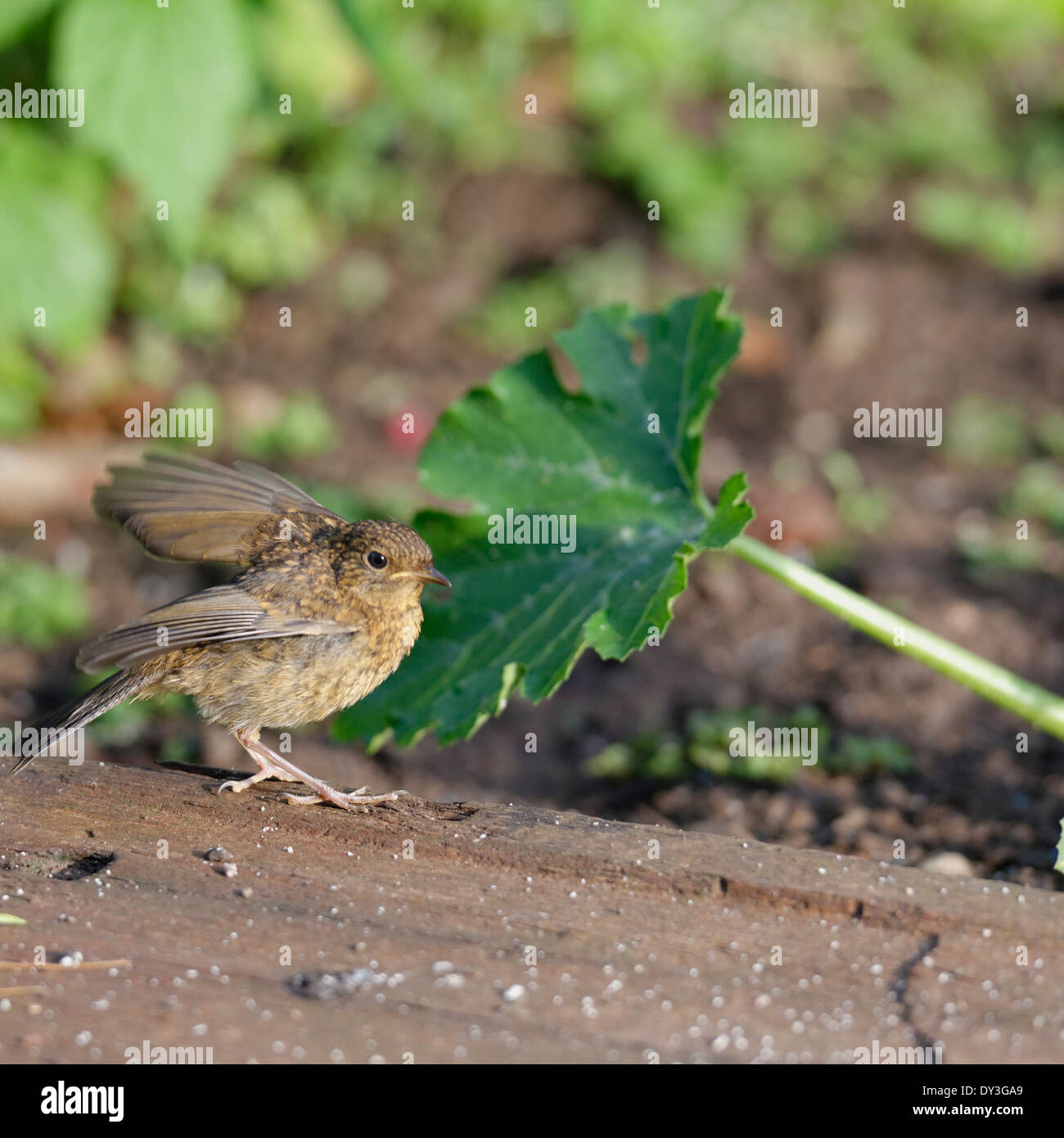 Welsh Giardino Uccelli : capretti Robin [Erithacus rosolia] Foto Stock