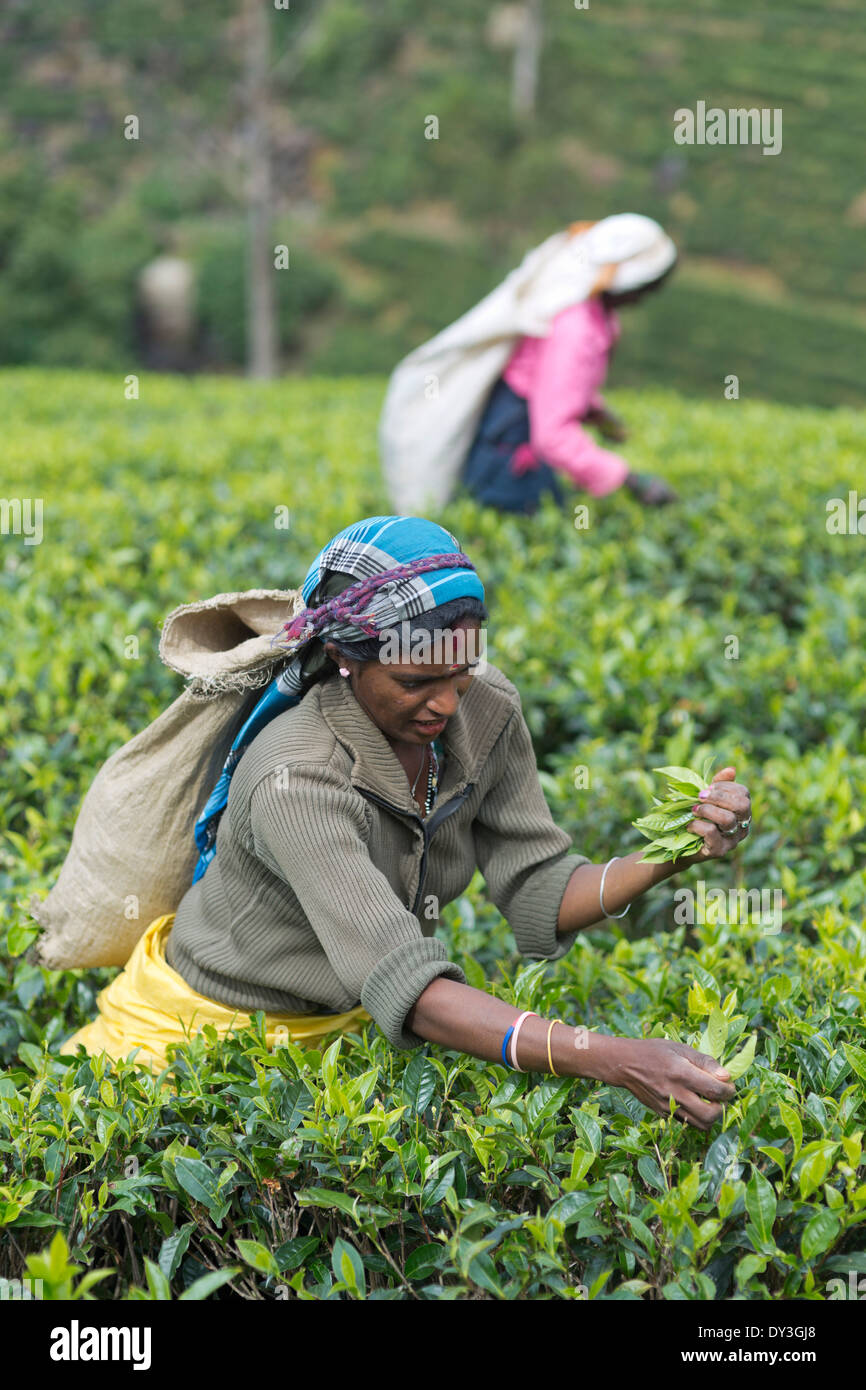 Nuwara Eliya, Sri Lanka. Raccoglitori di tè al Mackwoods Labookellie Tea Break Foto Stock