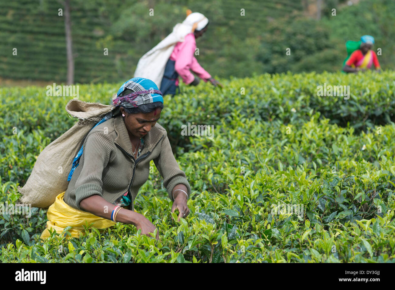 Nuwara Eliya, Sri Lanka. Raccoglitori di tè al Mackwoods Labookellie Tea Break Foto Stock