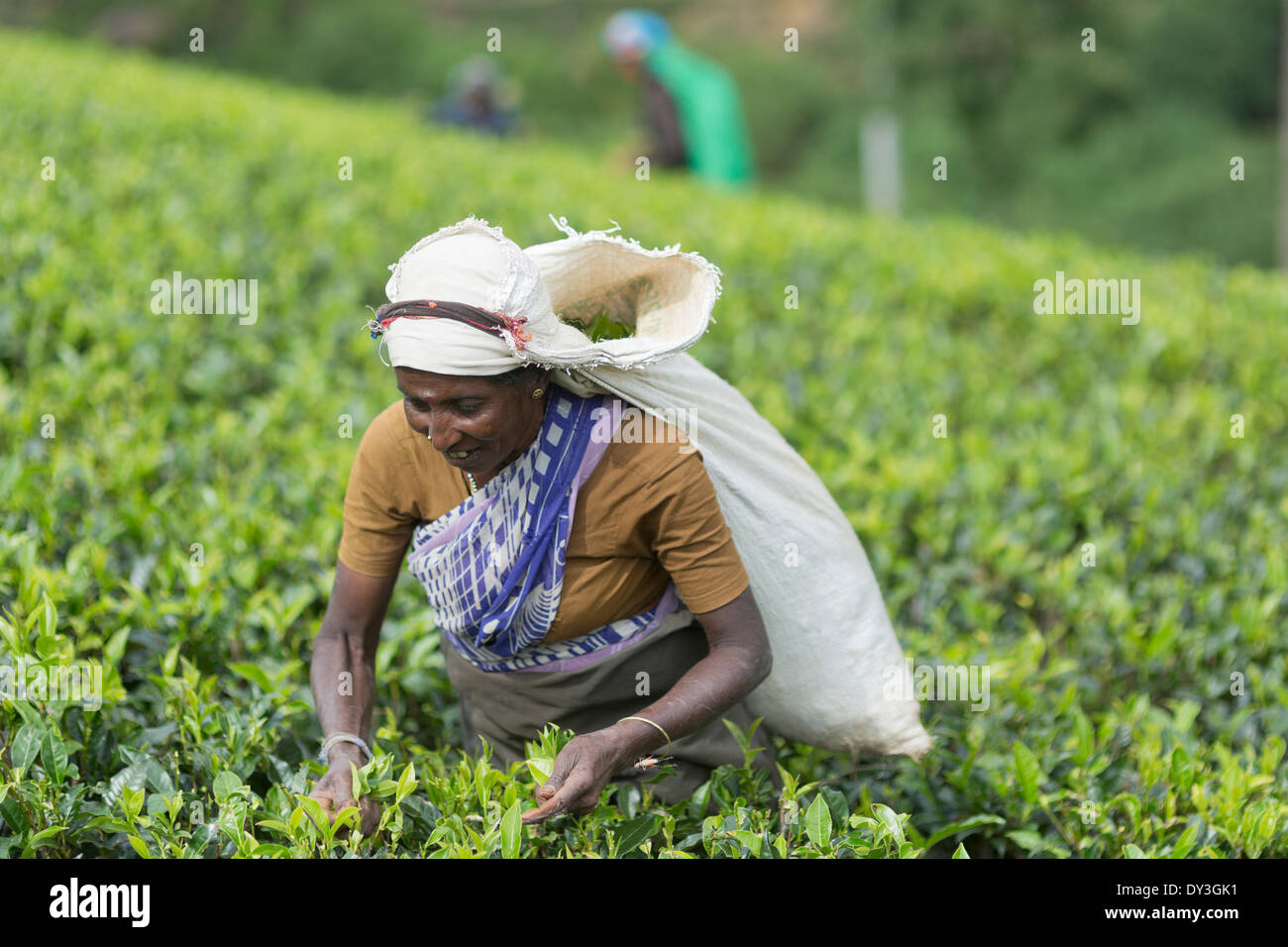 Nuwara Eliya, Sri Lanka. Raccoglitori di tè al Pedro Tea Break Foto Stock