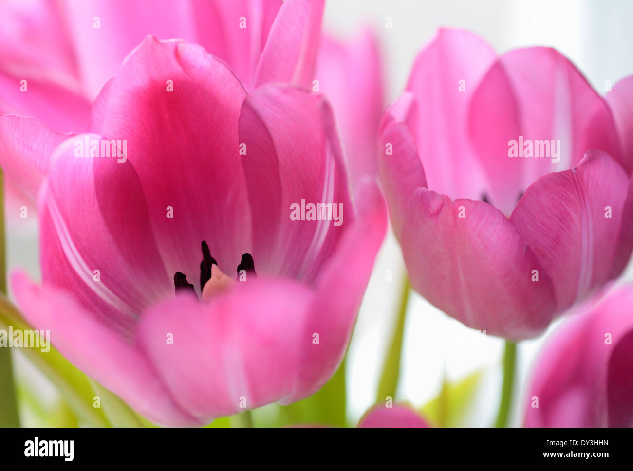 Tulipani rosa su sfondo bianco. Foto Stock
