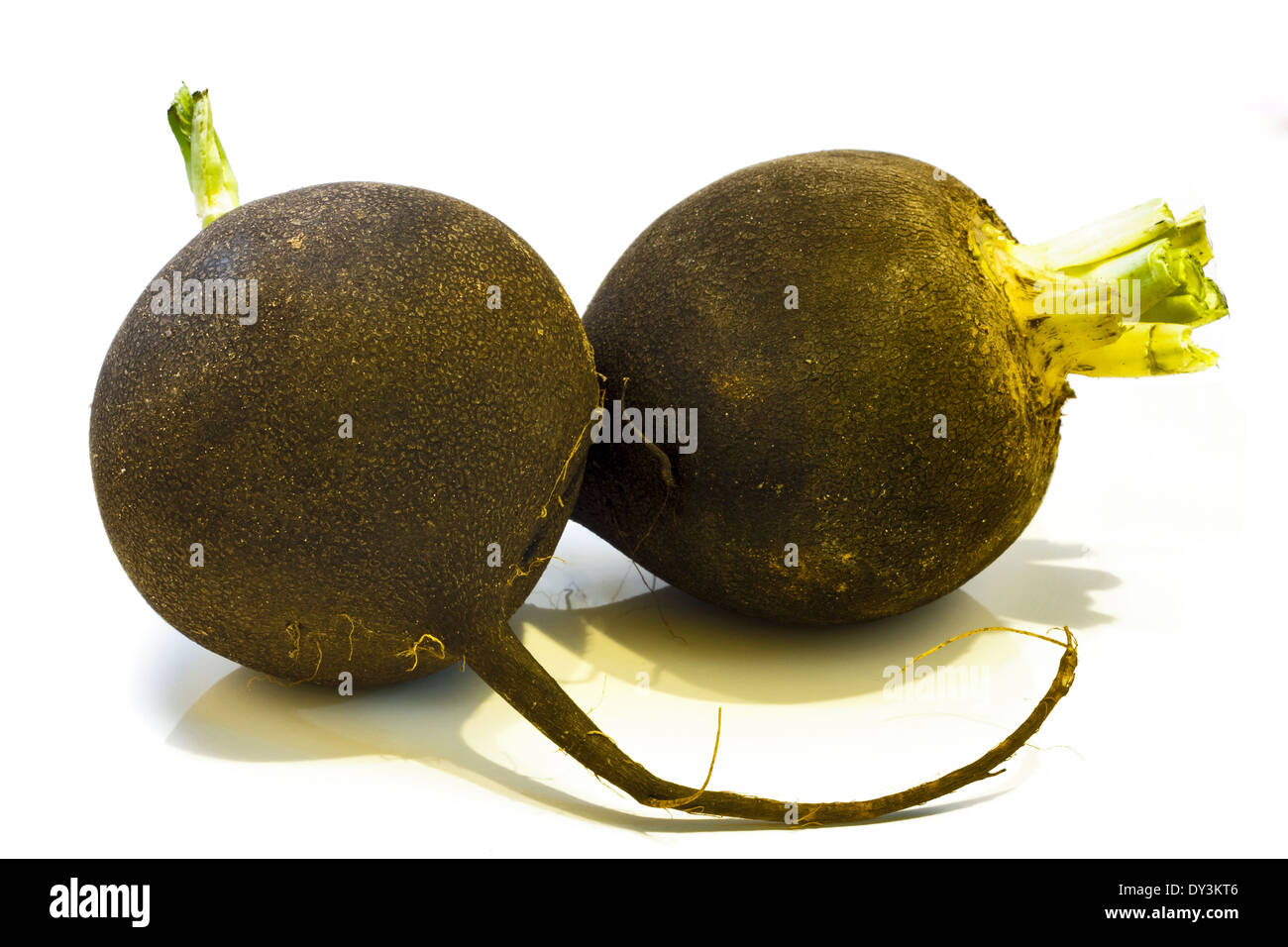 Nero fotografico di ravanello invernali su uno sfondo luminoso . Foto Stock