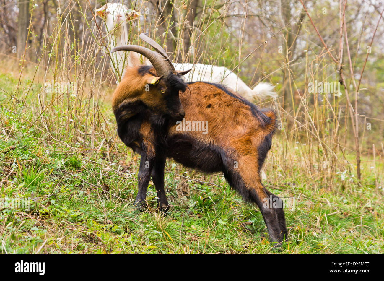 Capre su un alpeggio, tardo autunno a Homolje mountains Foto Stock