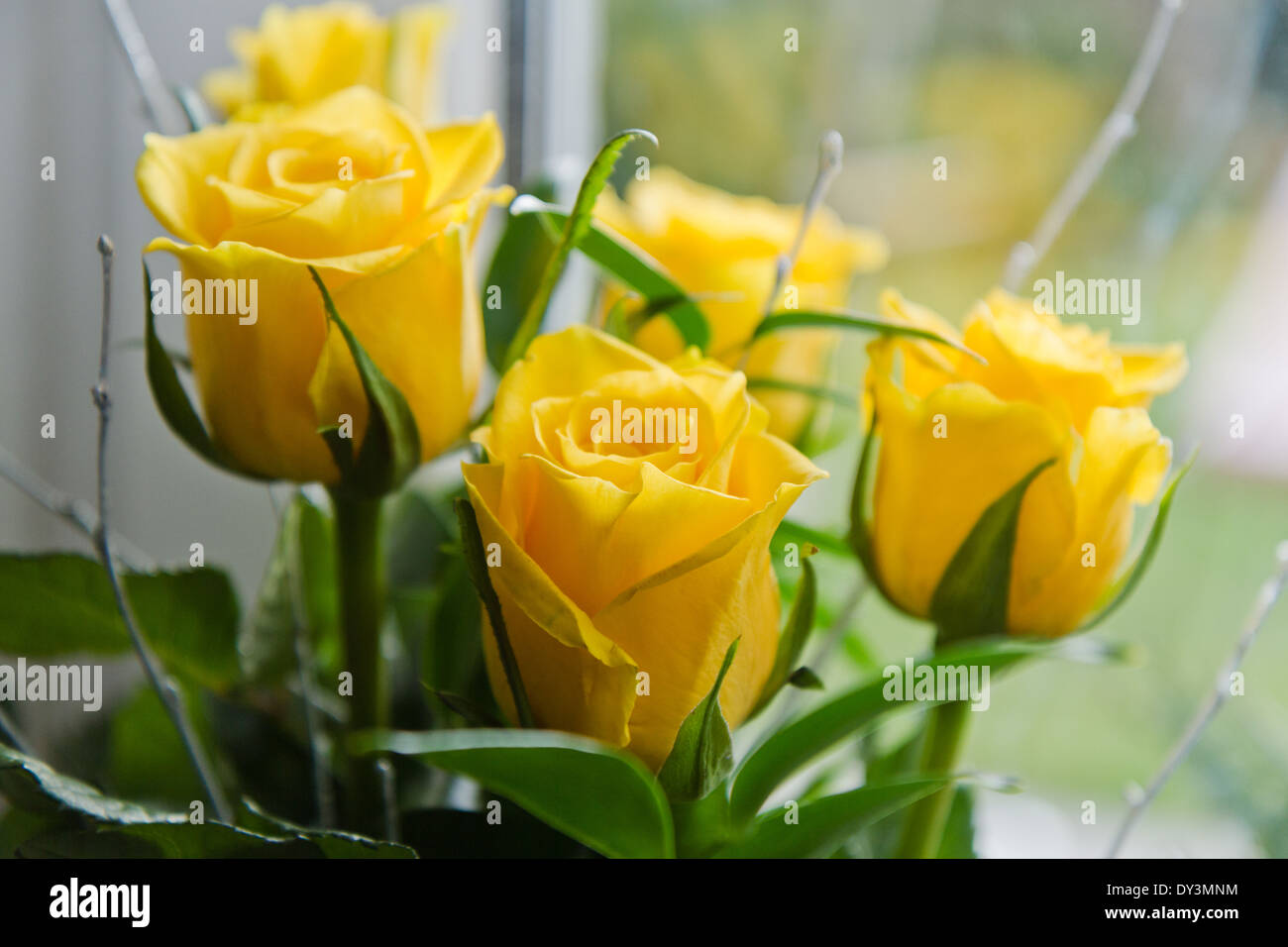 Rose giallo nella parte anteriore della finestra Foto Stock