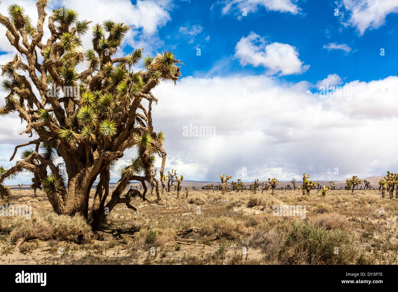 Antichi alberi di Joshua con una pioggia squall nella distanza nella Antelope Valley della California Primavera 2014 Foto Stock