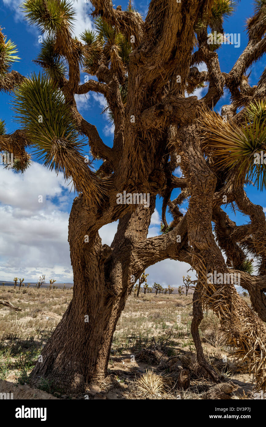 Antichi alberi di Joshua con una pioggia squall nella distanza nella Antelope Valley della California Primavera 2014 Foto Stock