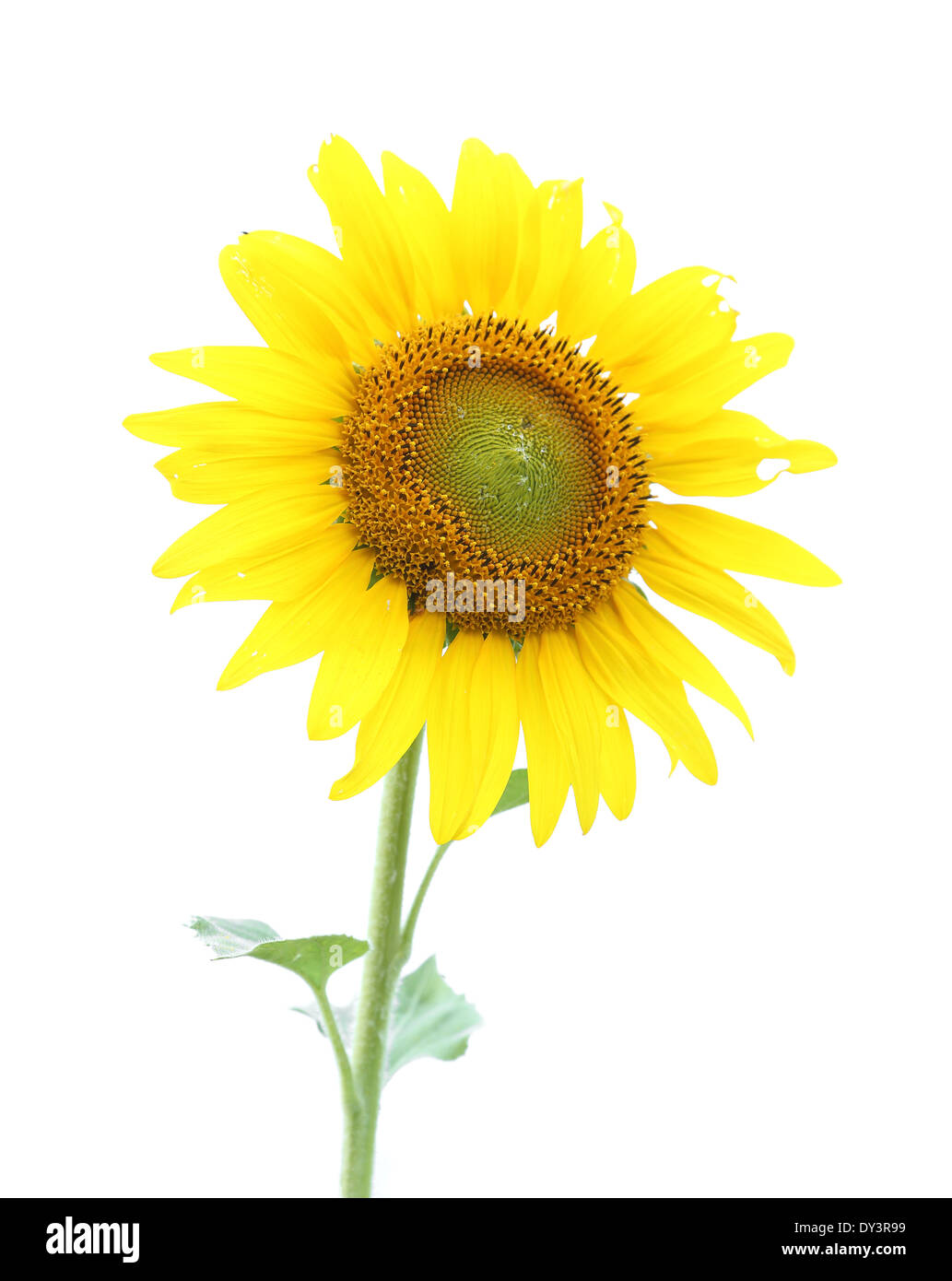 Girasole isolati su sfondo bianco Foto Stock