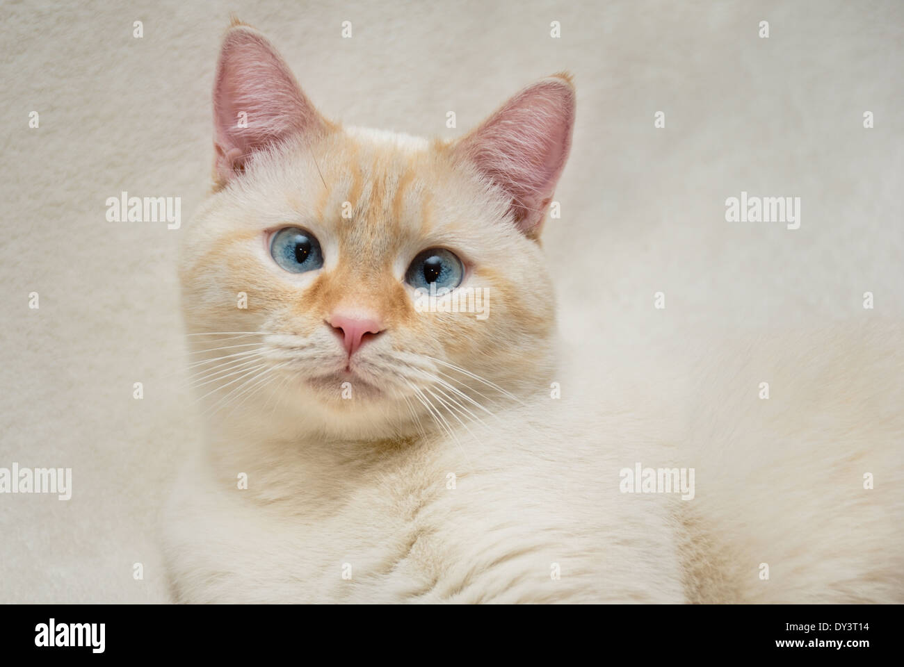 Un ritratto di un bianco flamepoint gatto siamese gatto con gli occhi blu. Foto Stock