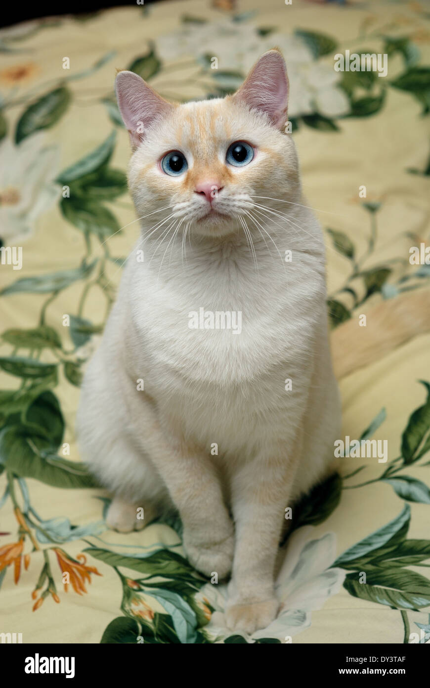 Un ritratto di un bianco flamepoint gatto siamese gatto con gli occhi blu. Foto Stock