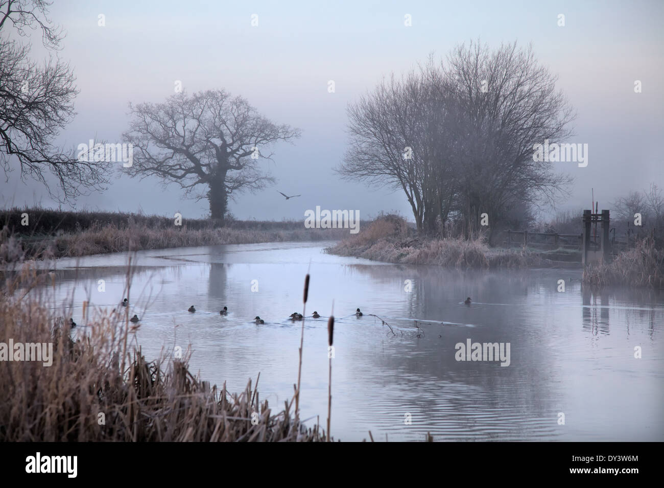 Un gelido gennaio mattina presto sul Grand Canal Occidentali, Burlescombe, Devon con wildfowl e un airone cenerino - Ardea cinerea Foto Stock