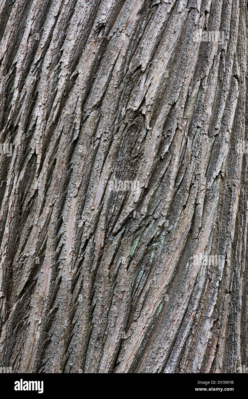 Castanea sativa. Dolce di Castagne di corteccia di albero Foto Stock