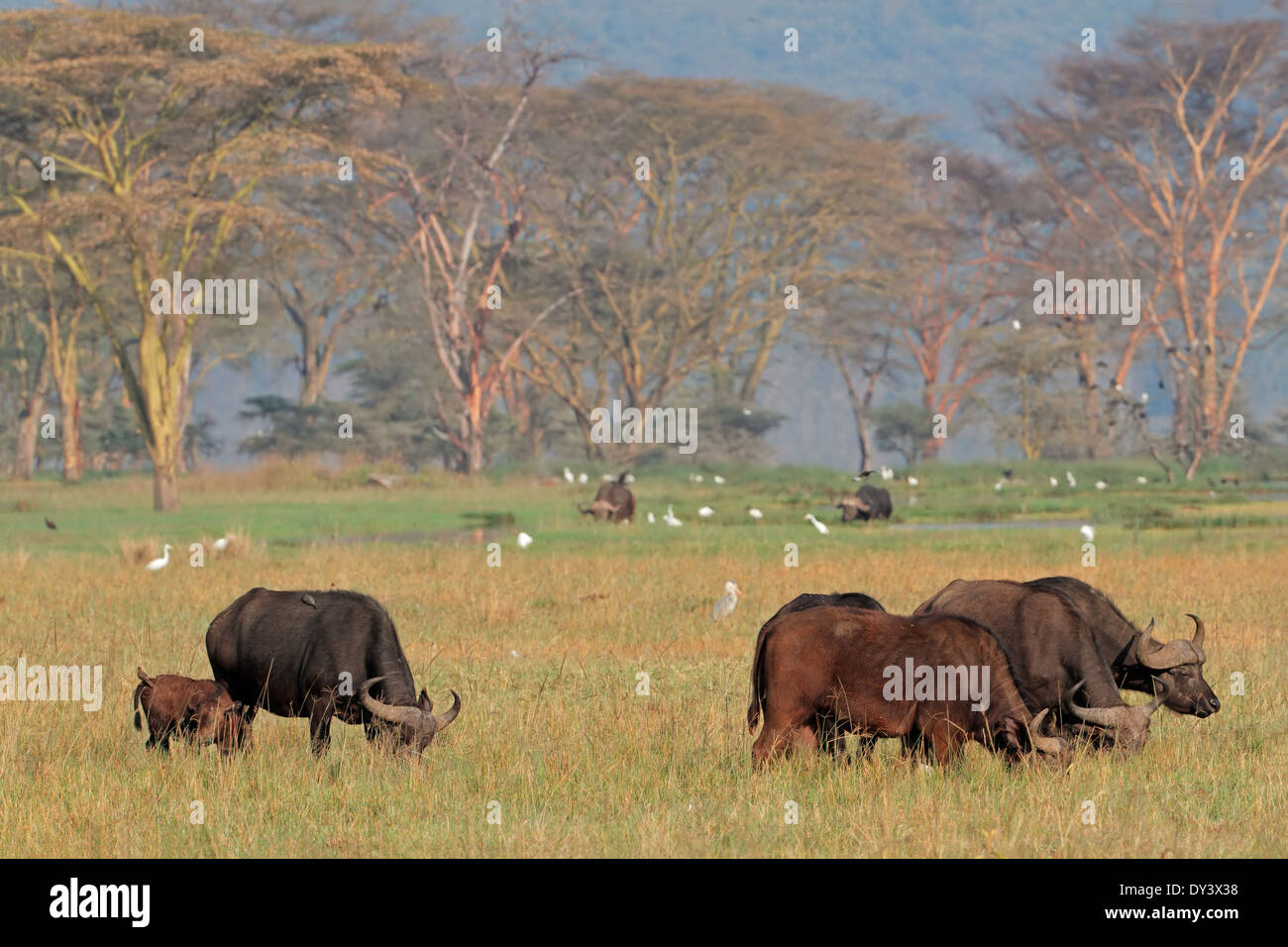 Il pascolo dei bufali africani (Syncerus caffer) con aironi, Lake Nakuru National Park, Kenya Foto Stock