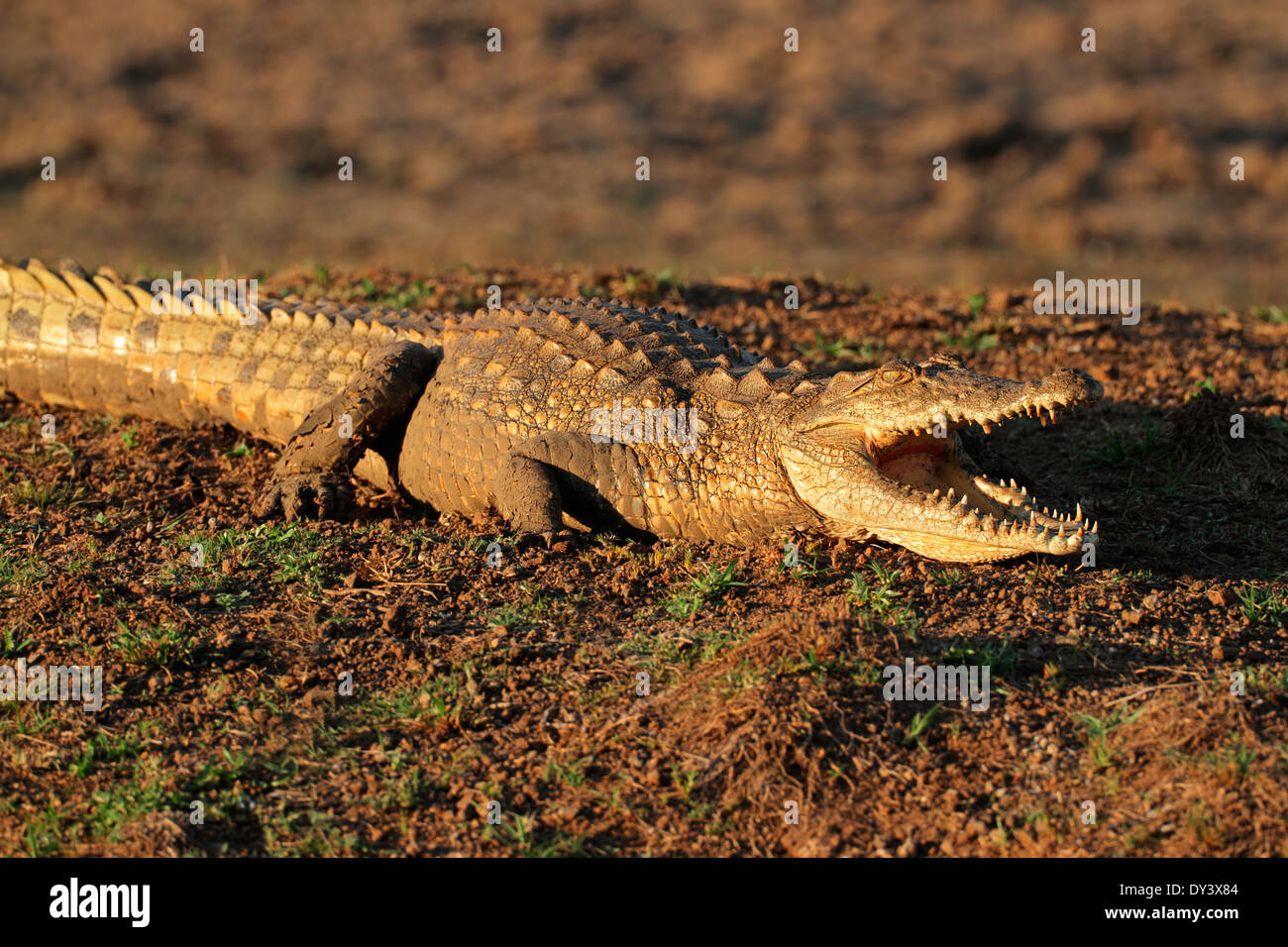 Coccodrillo del Nilo (Crocodylus niloticus) in appoggio sul terreno con ganasce schiusi, Sud Africa Foto Stock