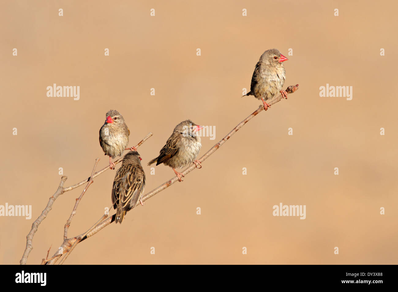 Rosso-fatturati Queleas (Quelea quelea) appollaiato su un ramo, il Parco Nazionale di Etosha, Namibia Foto Stock