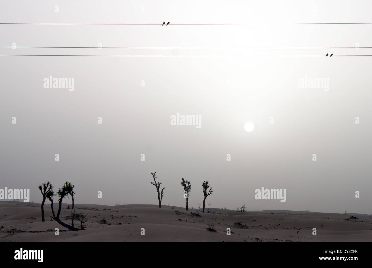 Alberi e brids NEL DESERTO DI DUBAI Foto Stock