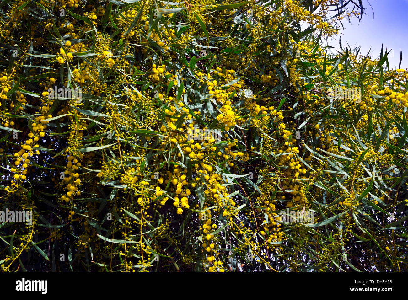 Golden mimosa tree con nuovo fiorisce in primavera. Foto Stock