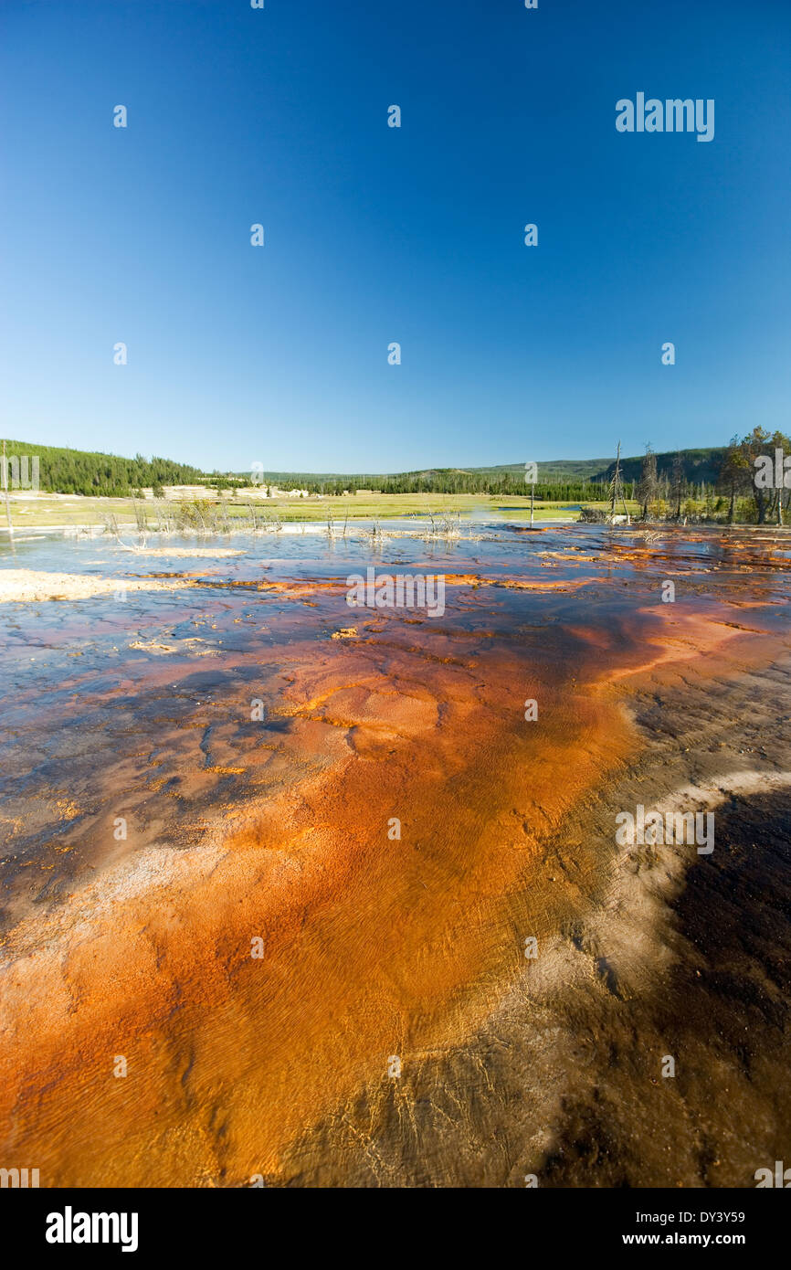 Oro marrone molla geotermico nel Parco Nazionale di Yellowstone, STATI UNITI D'AMERICA Foto Stock