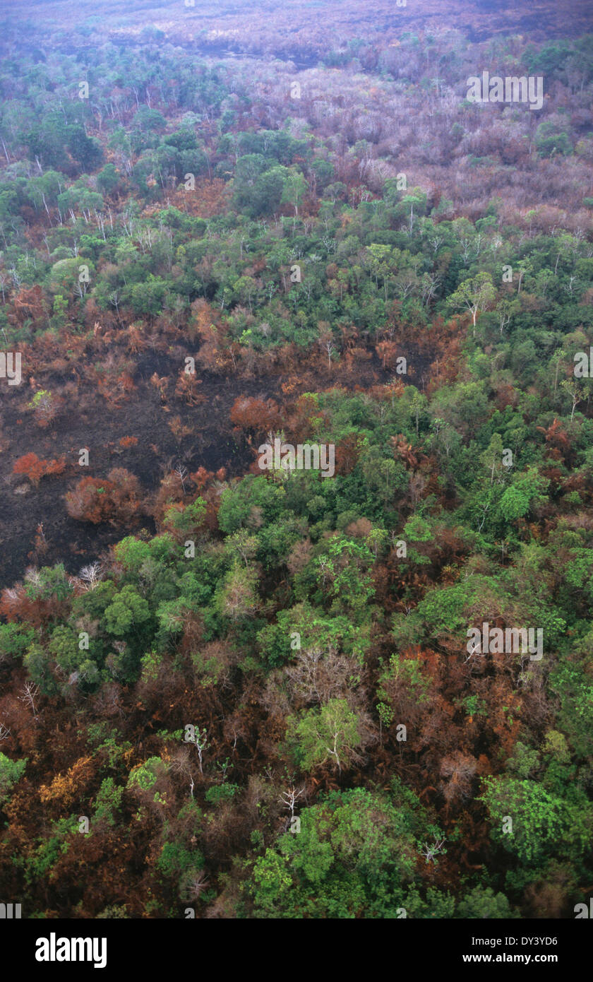 Le foto aeree di habitat della foresta pluviale, incendi boschivi, slash e masterizzazione di coltivazione da parte di coloni. Il Brasile, Amazon, Sud America Foto Stock