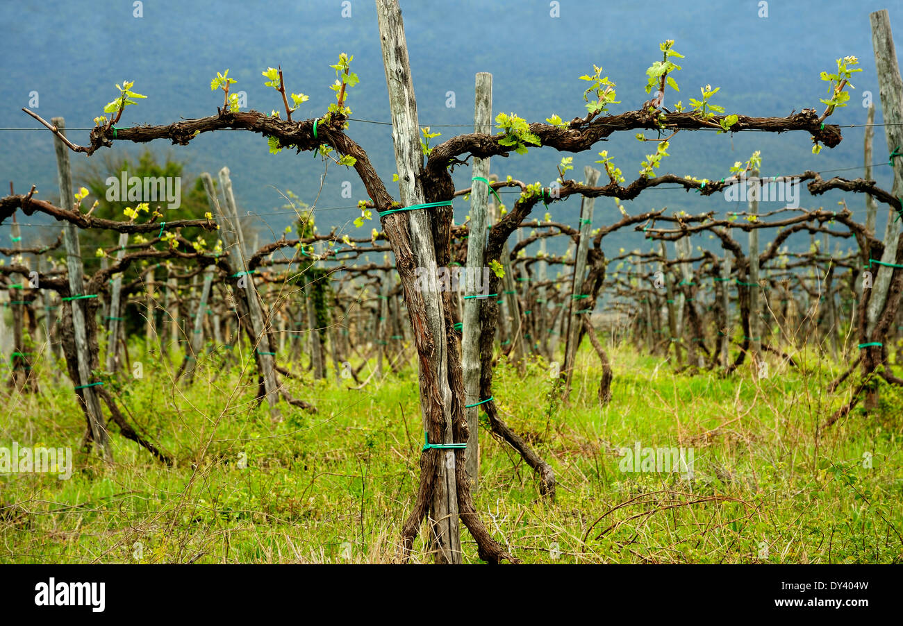 GRAPEVINE IN CRESCITA IN ITALIA I VITIGNI ITALIANI Foto Stock