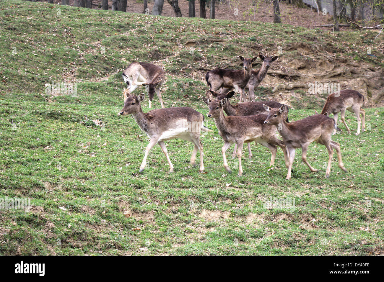 Una mandria di giovani cervi in esecuzione attraverso i boschi Foto Stock