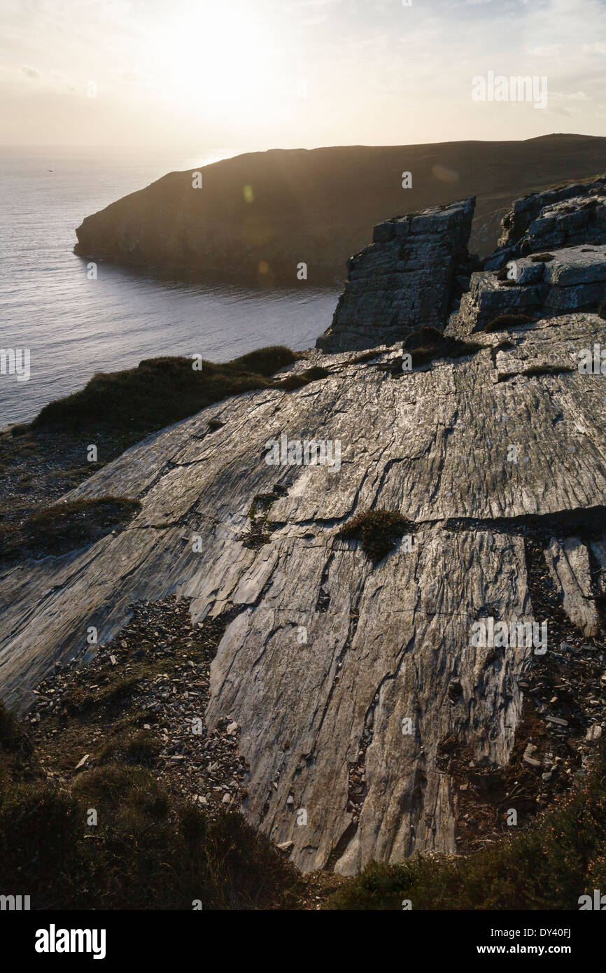 Testa nera da baratri, Isola di Man Foto Stock