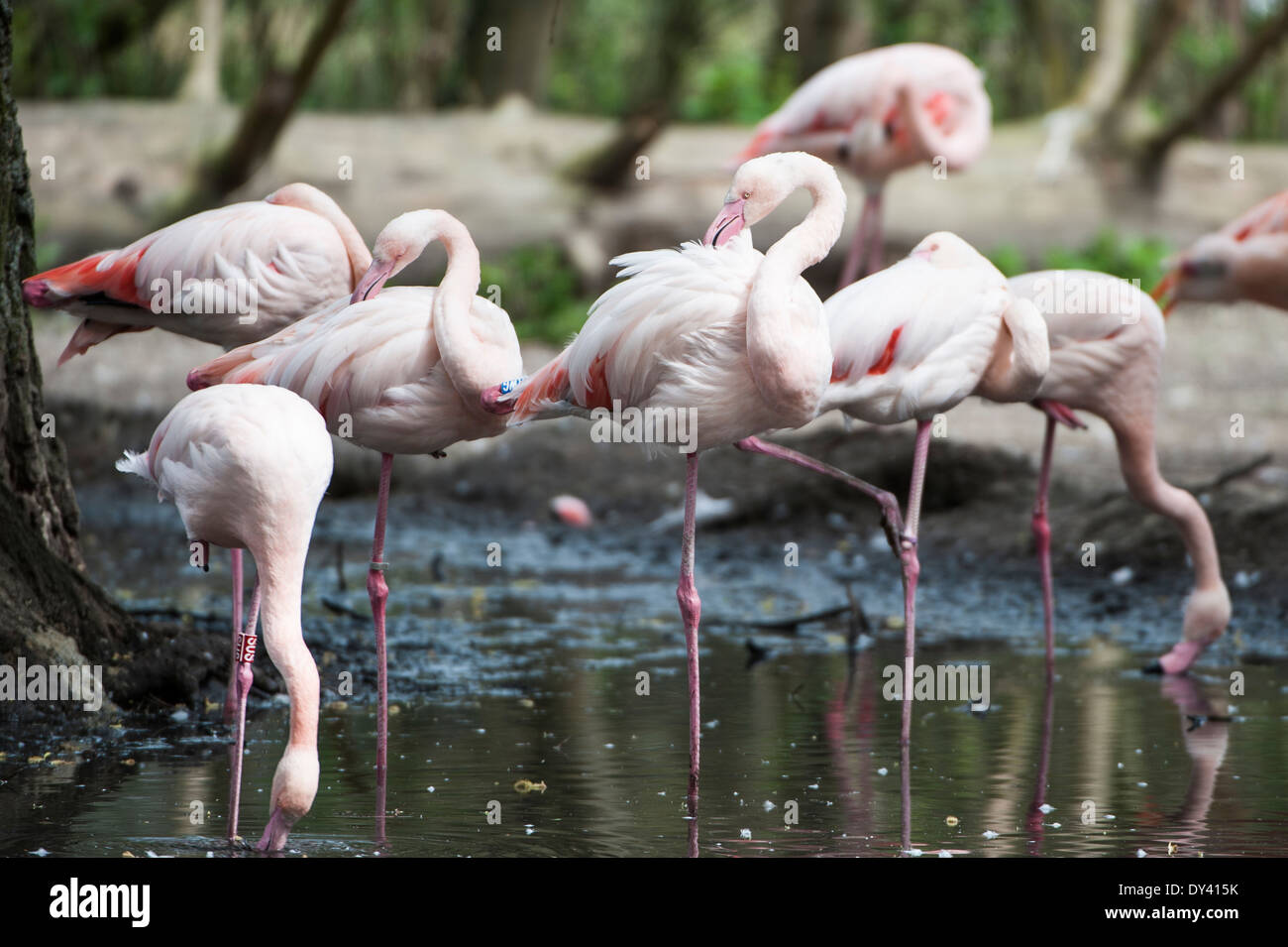 Der Rosaflamingo (Phoenicopterus roseus) , il fenicottero maggiore Foto Stock