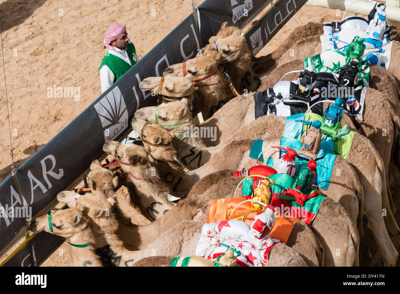 Partenza porta al camel racing festival al cammello Marmoum racing racetrack in Dubai Emirati Arabi Uniti Foto Stock