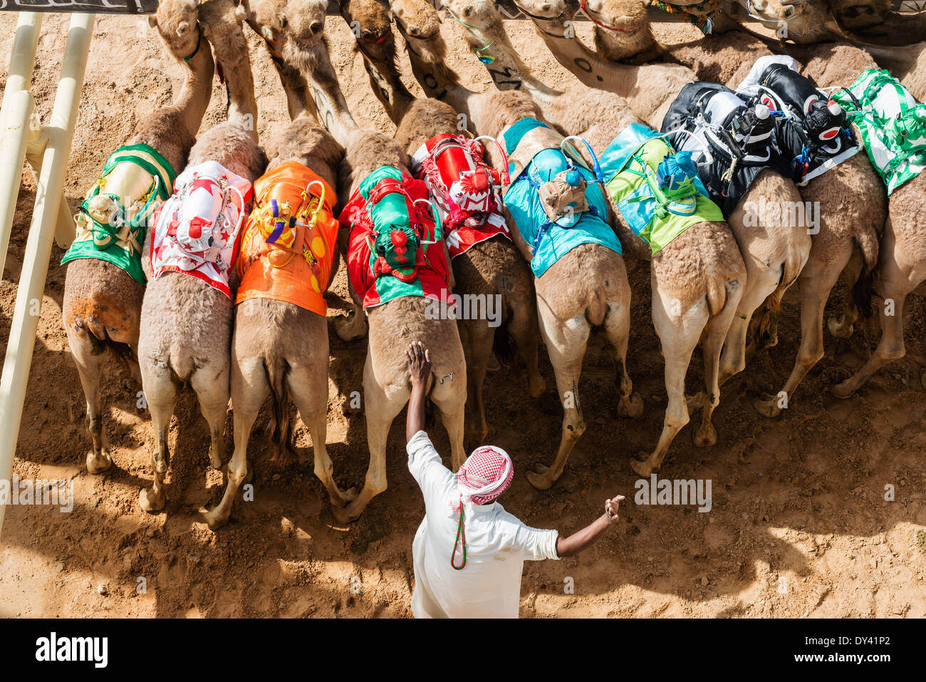 Partenza porta al camel racing festival al cammello Marmoum racing racetrack in Dubai Emirati Arabi Uniti Foto Stock