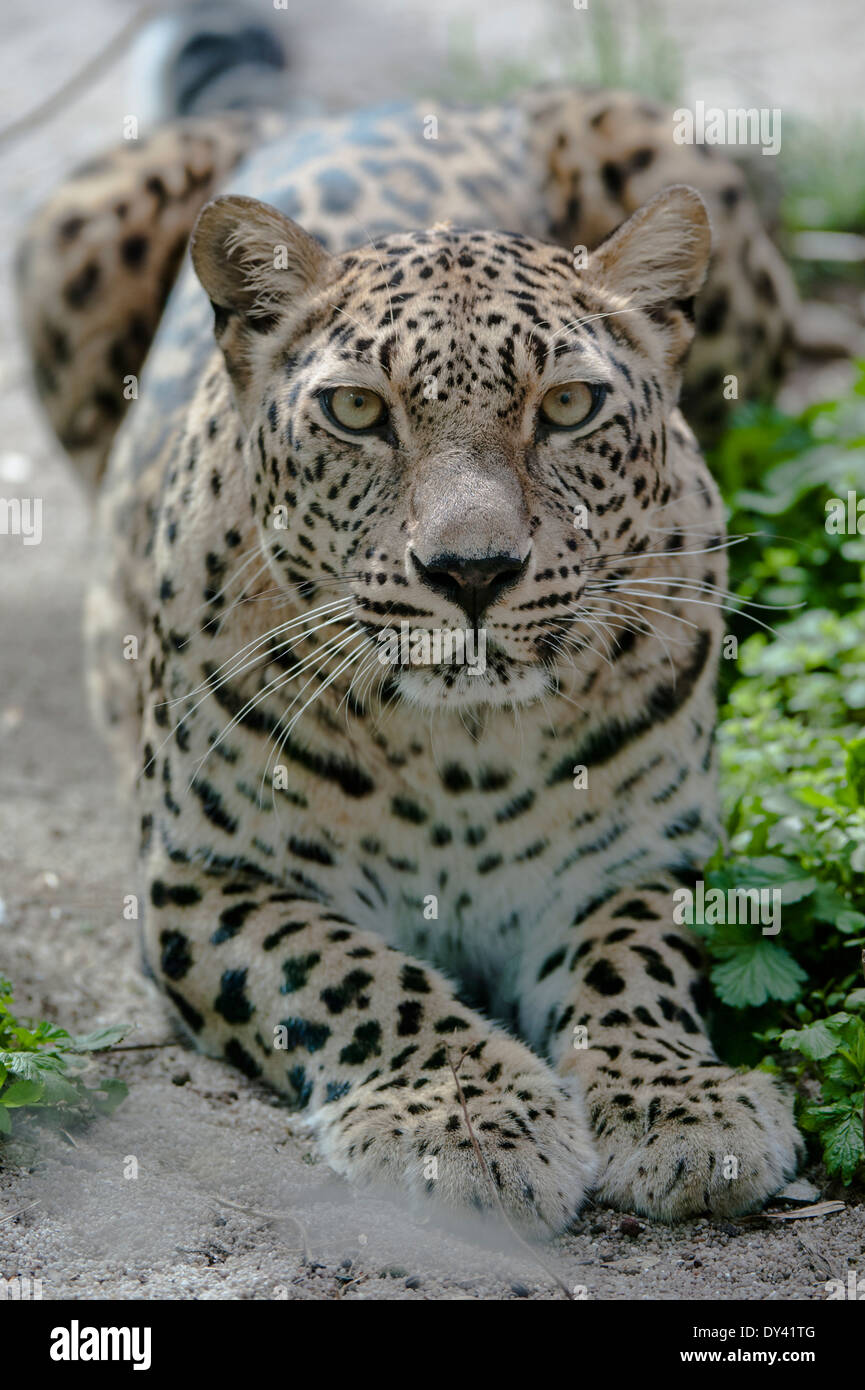 Il leopardo persiano, Der Persische Leopard, Foto Stock