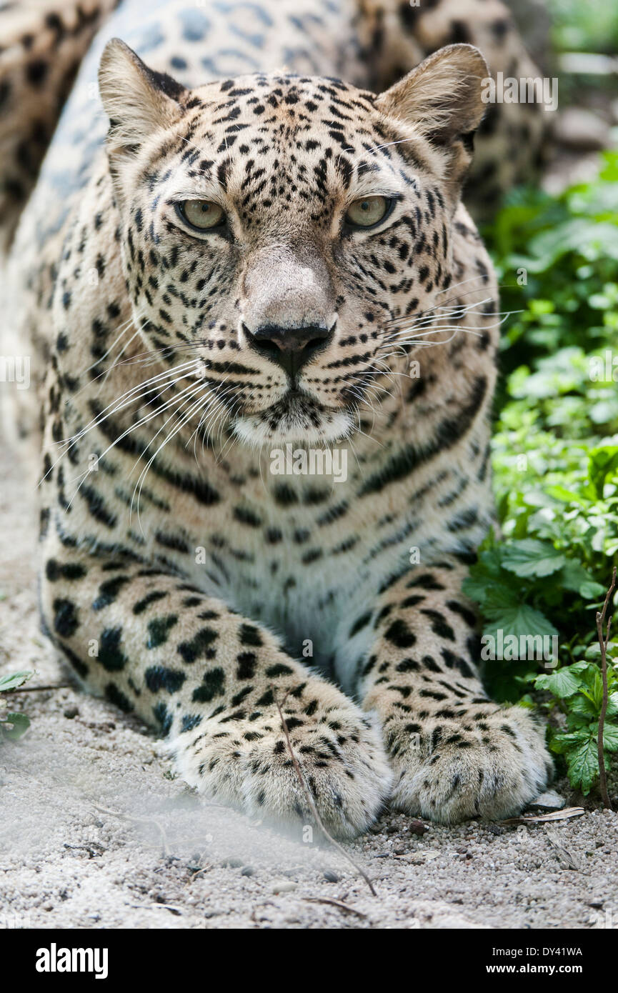 Il leopardo persiano, Der Persische Leopard, Foto Stock