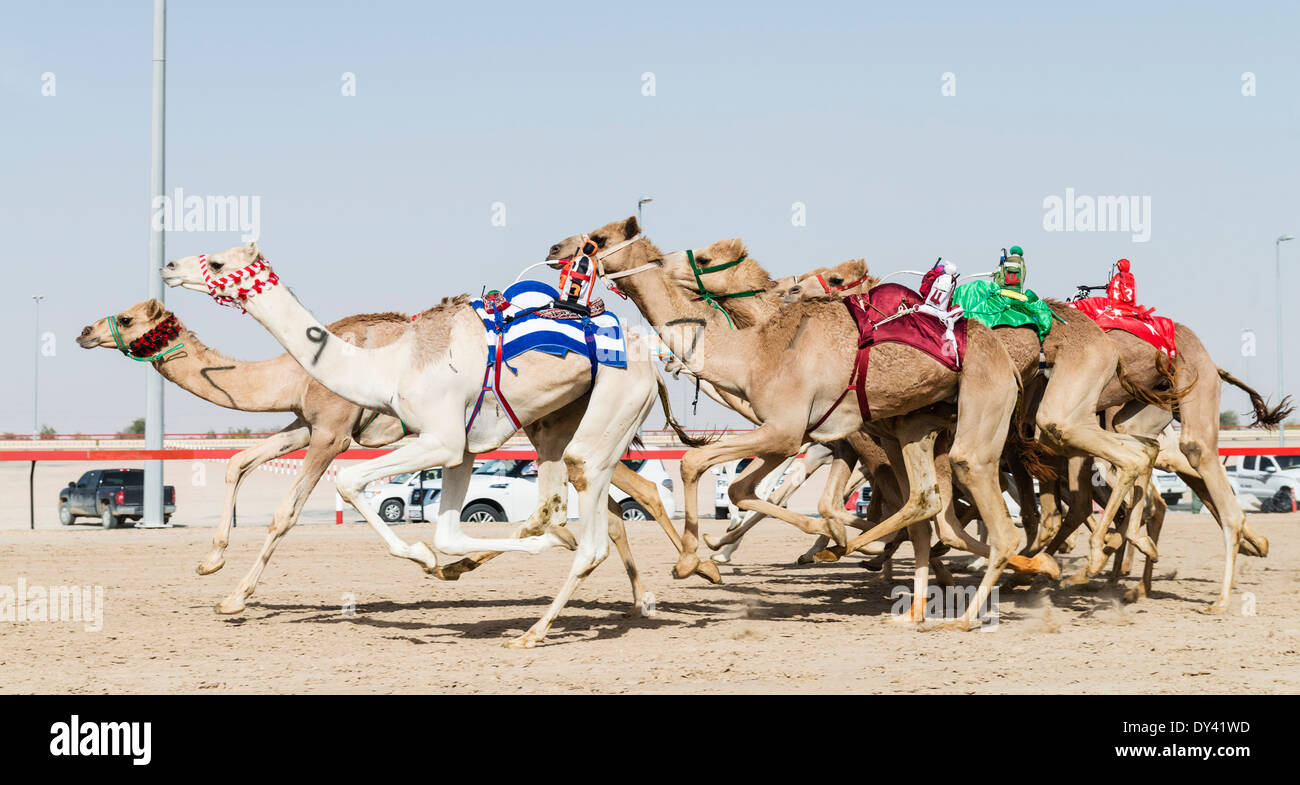 Corse di cammelli al camel racing festival al cammello Marmoum racing racetrack in Dubai Emirati Arabi Uniti Foto Stock